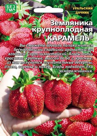 Земляника Карамель крупноплодная УД