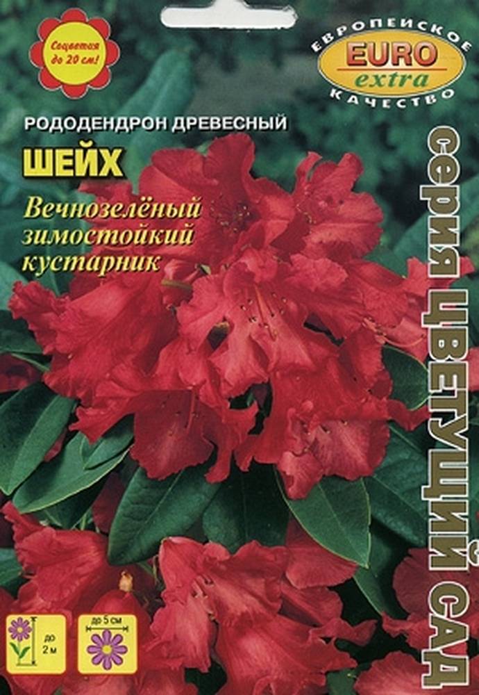 Где Купить Семена Рододендрона