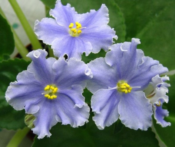 Семена Фиалка &amp;quot;Песня Сольвейг&amp;quot;