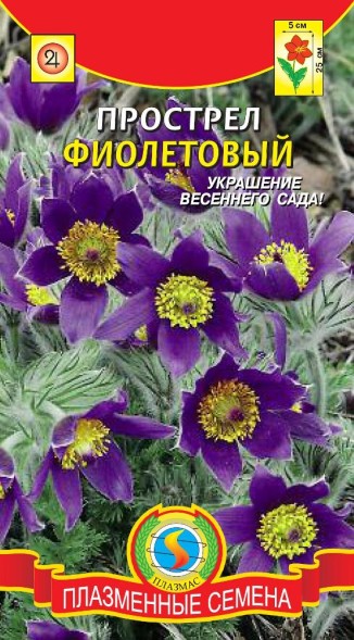 Семена Прострел Фиолетовый ПЛ
