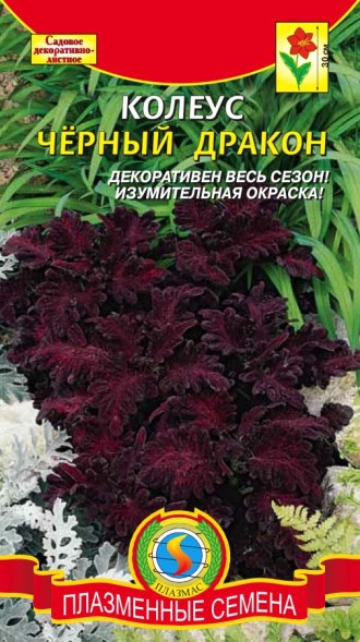 Семена Колеус Черный дракон ПЛ