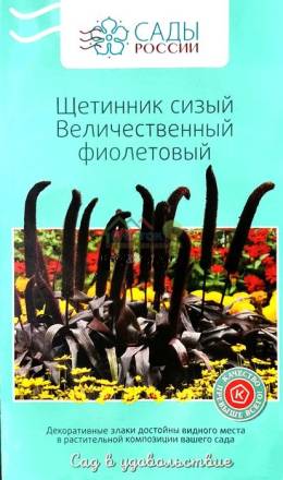 Щетинник сизый Величественный фиолетовый (Сады России)