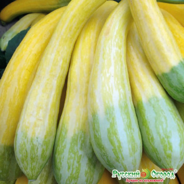 Семена Кабачок Нежный Зефир F1 НК