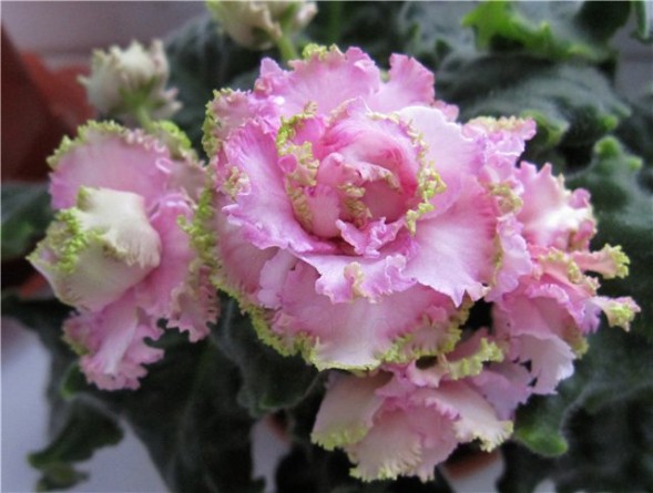 Семена Фиалка &amp;quot;ЛЕ-Уси Пуси&amp;quot;