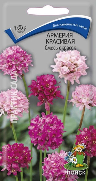 Семена Армерия красивая Смесь окрасок (Поиск)