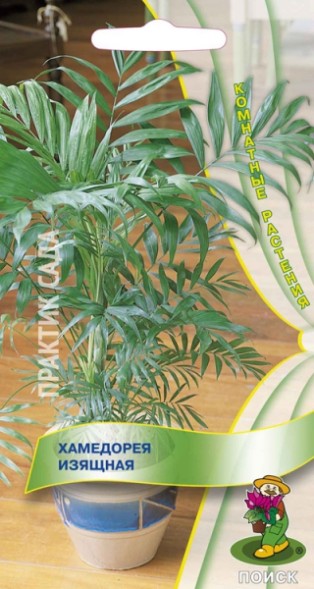 Семена Хамедорея Изящная (Поиск)