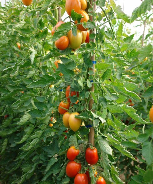 Семена Томат Раджа (Биотехника)