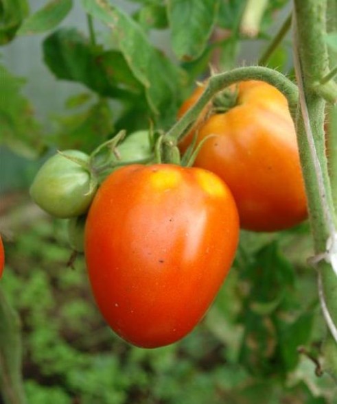 Семена Томат Раджа (Биотехника)