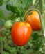 Семена Томат Раджа (Биотехника)