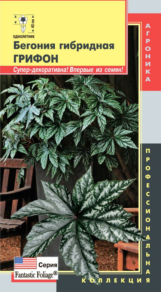 Бегония Грифон Семена Купить