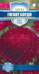 Астра Гигант бордо игольчато-коготковая (Гавриш)