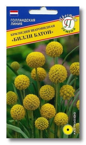 Семена Краспедия Билли Батон шаров (Престиж)