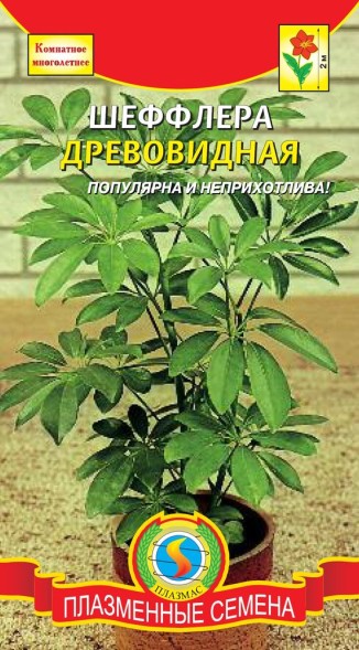 Семена Шеффлера Древовидная ПЛ