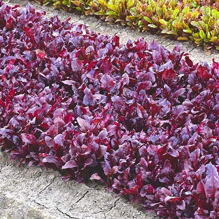 Семена Мангольд Солджер (Сады России)