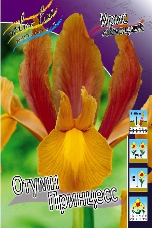  Ирис голландский Отумн Принцесс