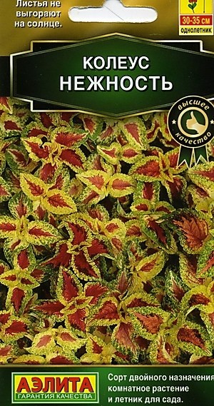 Семена Колеус Блюме Нежность (Аэлита)