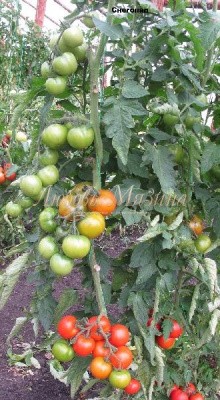 Семена Томат Снегопад F1 (Мязина Л.А.)