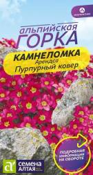 Камнеломка Пурпурный ковер Арендса (Семена Алтая)