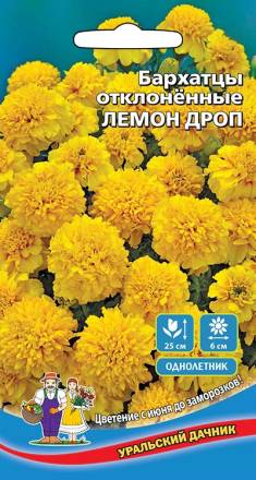 Бархатцы отклоненные Лемон дроп УД