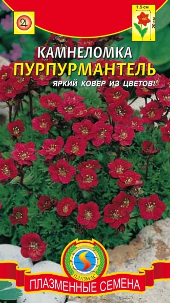 Семена Камнеломка Пурпурмантель ПЛ
