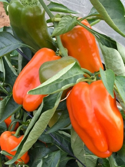 Семена Перец Оранжевый Ламуйо от Юрия F1 (Семко)