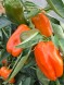 Семена Перец Оранжевый Ламуйо от Юрия F1 (Семко)