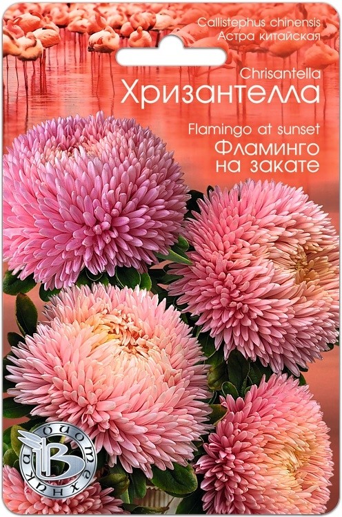 Хризантелла Отзывы Садоводов Фото Характеристики