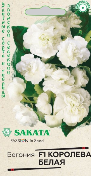 Семена Бегония Королева Белая F1 вечноцветущая (Гавриш)