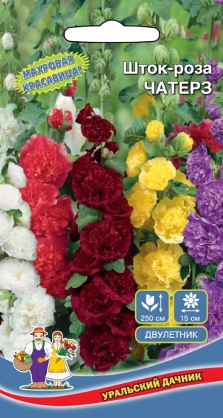 Семена Шток роза Чатерз УД