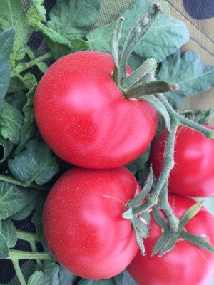 Семена Томат Монгольский карлик (Мязина Л.А.)