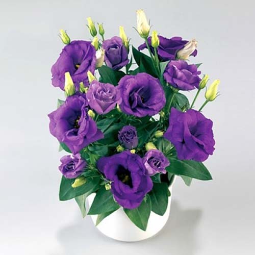 Семена Эустома F1 Кармен (серия Carmen™) Синяя ПЛ