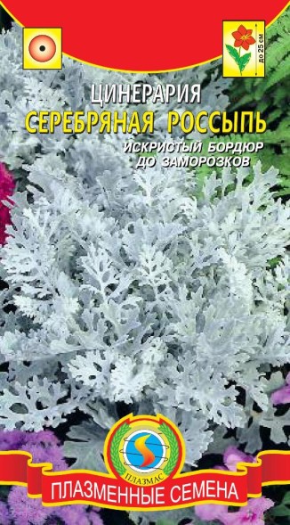 Семена Цинерария Серебряная россыпь ПЛ