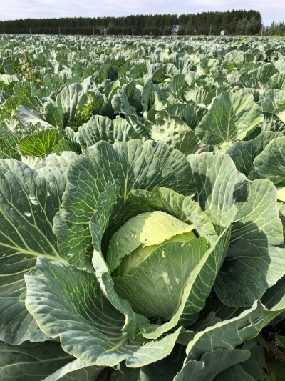 Семена Капуста белокочанная Киластоп F1 (Семко)