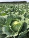 Семена Капуста белокочанная Киластоп F1 (Семко)