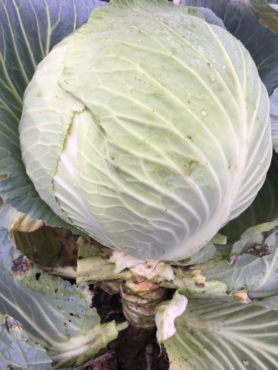 Семена Капуста белокочанная Киластоп F1 (Семко)