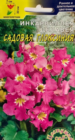 Семена Инкарвиллея Садовая глоксиния делавея (ЦC)