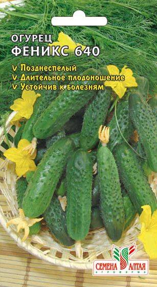 Огурец Феникс Фото