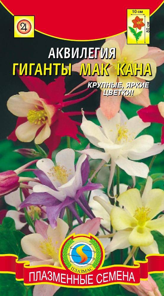Аквилегия Мак Кана