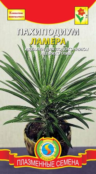 Семена Пахиподиум Ламера ПЛ