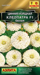 Цинния Клеопатра F1 Белая (Аэлита)