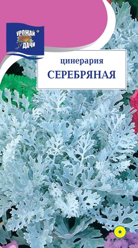Семена Цинерария Серебряная паутинка УУД