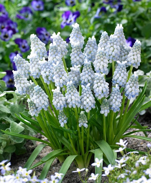  Мускари армянский Пепперминт