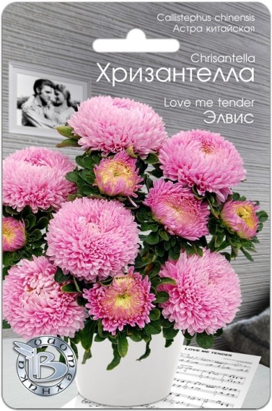 Семена Астра Хризантелла Элвис (Биотехника)