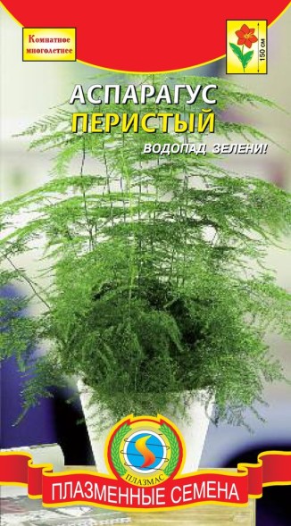 Семена Аспарагус перистый ПЛ