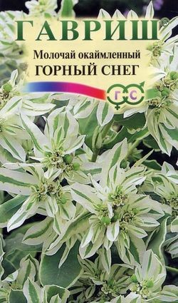 Семена Молочай Горный снег окаймленный (Гавриш)