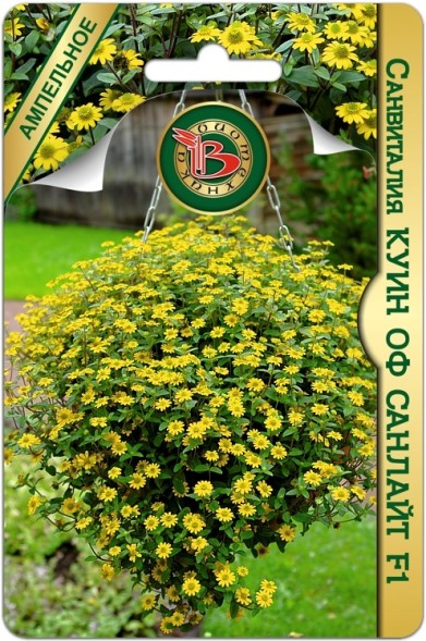 Семена Санвиталия Куин оф Санлайт (Биотехника)