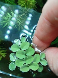 Сальвиния ушковидная (Salvinia auriculata) - 4-5 см - 3 шт