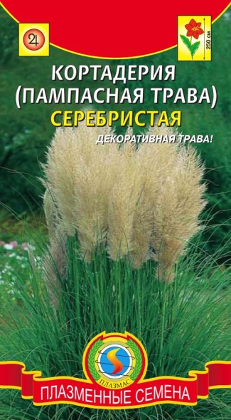 Семена Кортадерия (Пампасная трава) Серебристая ПЛ
