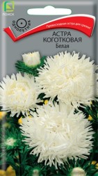 Астра Белая коготковая (Поиск)