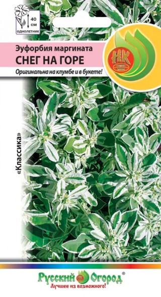 Семена Эуфорбия Снег на горе маргината (НК)